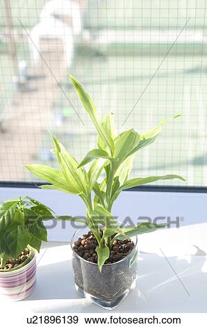 Pot plants on a window sill View Large Photo Image Stock Photo - Pot plants on a window sill. Fotosearch