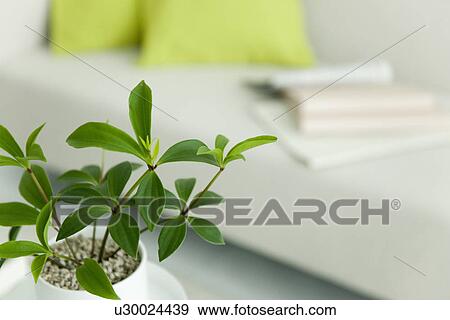 Stock Photo - Potted plant in living room. Fotosearch