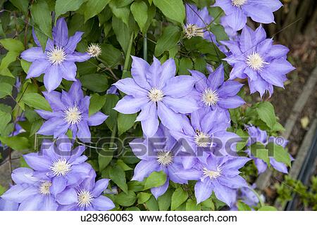 Purple clematis flowers View Large Photo Image Stock Image - Purple clematis flowers. Fotosearch