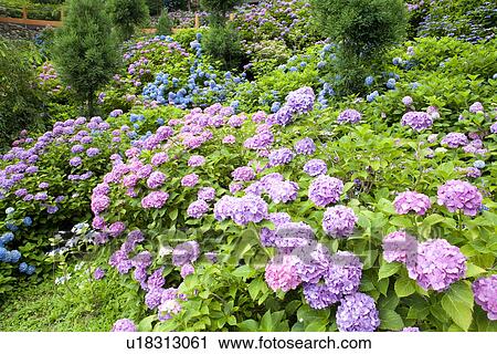 Purple hydrangea bushes View Large Photo Image Stock Image - Purple hydrangea bushes. Fotosearch