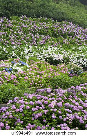 Stock Image - Purple hydrangea bushes. Fotosearch