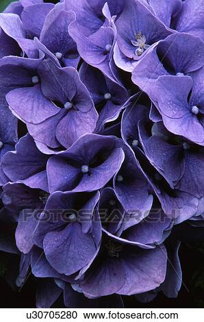 Purple hydrangea flowers View Large Photo Image Stock Image - Purple hydrangea flowers. Fotosearch