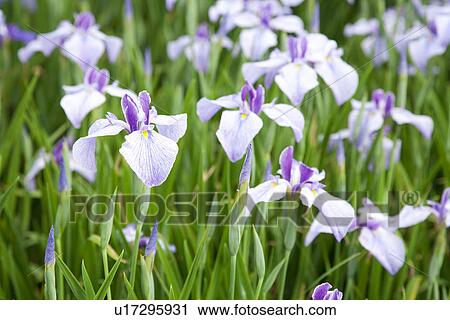Stock Image - Purple rabbitear iris flowers. Fotosearch