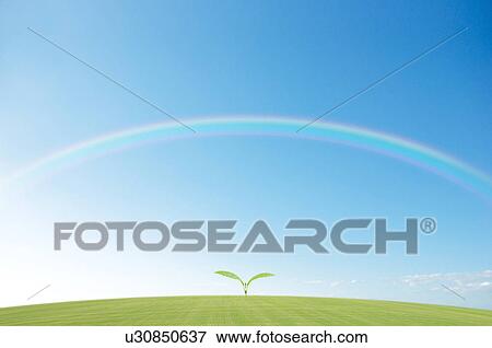 Stock Photo - Rainbow over a green field and seedling. Fotosearch