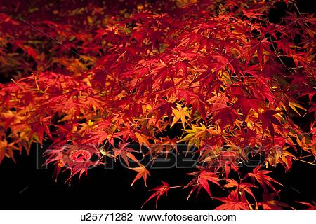 Red autumnal Japanese maple leaves at night View Large Photo Image Stock Image - Red autumnal Japanese maple leaves at night. Fotosearch