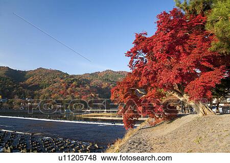 Red autumnal tree next to river and bridge. Togetsu-kyo, Arashiyama, Kyoto Prefecture, Japan View Large Photo Image Stock Photo - Red autumnal tree next to river and bridge. Togetsu-kyo, Arashiyama, Kyoto Prefecture, Japan. Fotosearch