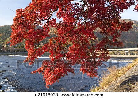 Stock Photo - Red autumnal tree next to river and bridge. Togetsu-kyo, Arashiyama, Kyoto Prefecture, Japan. Fotosearch