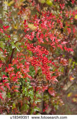 Red berries and autumnal leaves View Large Photo Image Stock Image - Red berries and autumnal leaves. Fotosearch