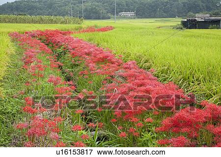 Stock Photo - Red cluster amaryllis and a paddy field. Fotosearch