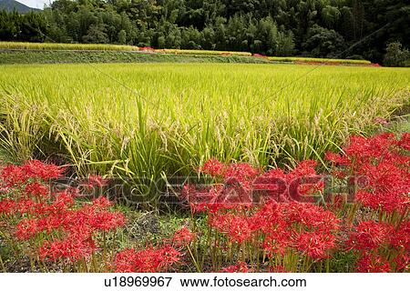 Stock Photo - Red cluster amaryllis and a paddy field. Fotosearch