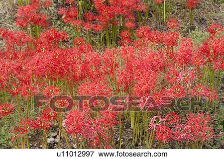 Red cluster amaryllis View Large Photo Image Stock Photo - Red cluster amaryllis. Fotosearch