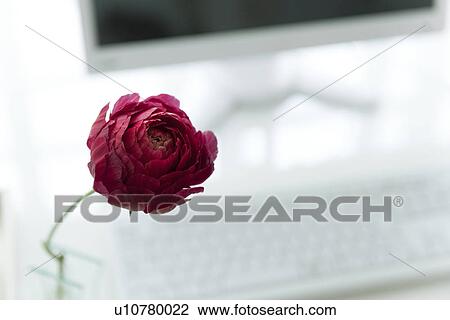 Stock Image - Red flower on computer desk. Fotosearch