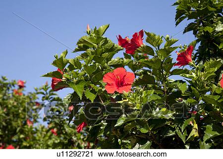 Stock Image - Red hibiscus flowers. Fotosearch
