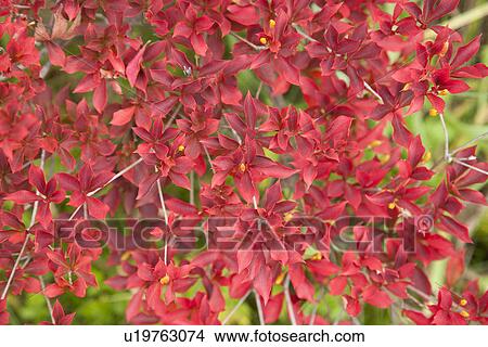 Red leaves in autumn View Large Photo Image Picture - Red leaves in autumn. Fotosearch