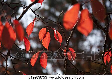 Red leaves in autumn View Large Photo Image Stock Image - Red leaves in autumn. Fotosearch