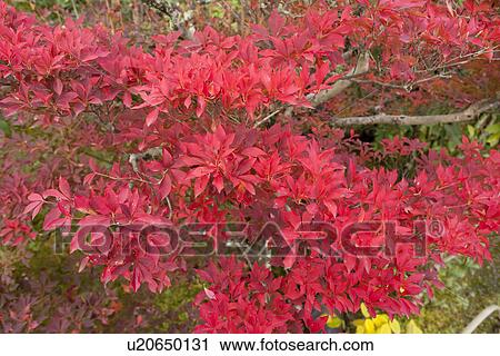 Stock Image - Red leaves in autumn. Fotosearch