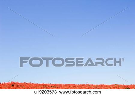 Red salvia flowers in field View Large Photo Image Stock Image - Red salvia flowers in field. Fotosearch