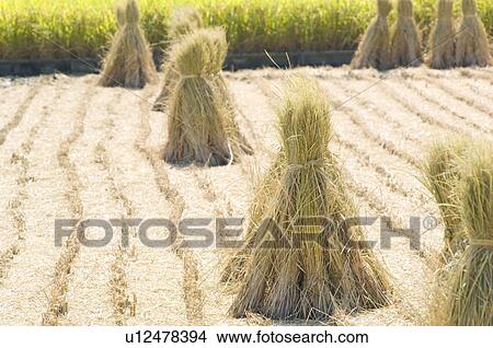 Picture - Rice drying amongst field stubble. Fotosearch