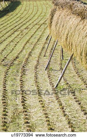 Picture - Rice drying amongst field stubble. Fotosearch