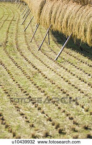 Stock Image - Rice drying amongst field stubble. Fotosearch