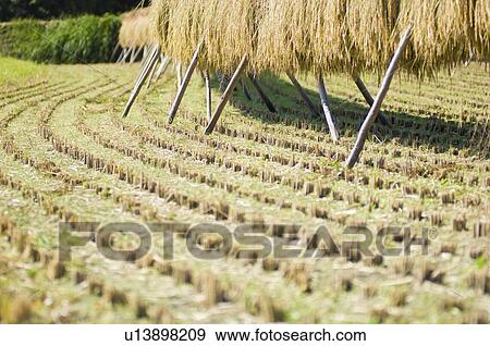 Stock Photo - Rice drying amongst field stubble. Fotosearch