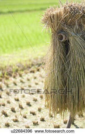 Stock Photograph - Rice drying amongst field stubble. Fotosearch