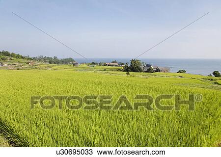 Stock Image - Rice field. Fotosearch