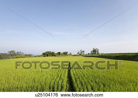 Rice field View Large Photo Image Stock Photograph - Rice field. Fotosearch