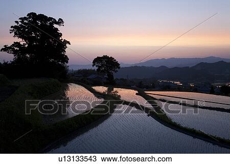 Rice field's at sunset View Large Photo Image Stock Image - Rice field's at sunset. Fotosearch