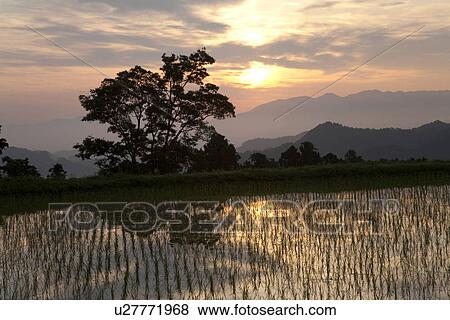 Rice field's at sunset View Large Photo Image Stock Photo - Rice field's at sunset. Fotosearch