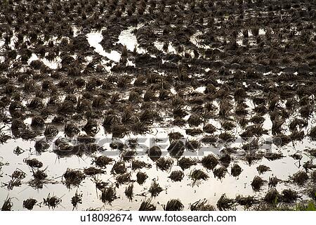 Rice paddy View Large Photo Image Picture - Rice paddy. Fotosearch