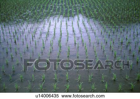Rice paddy View Large Photo Image Stock Photography - Rice paddy. Fotosearch