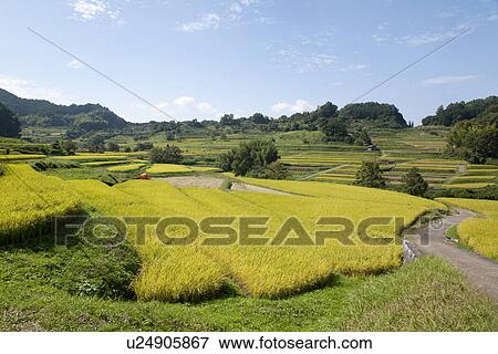 Stock Photo - Rice terraces on farm. Fotosearch