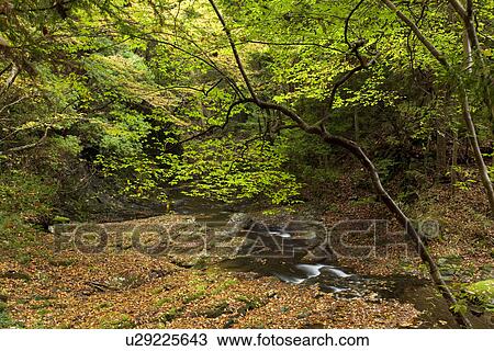 River flowing through autumnal forest View Large Photo Image Stock Image - River flowing through autumnal forest. Fotosearch