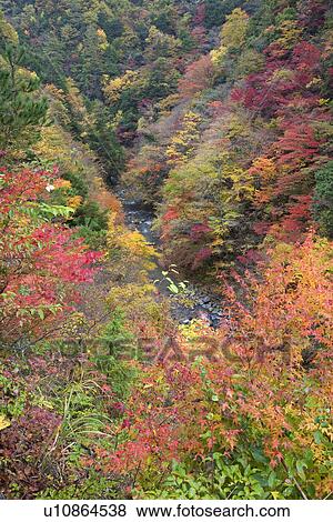 Stock Photo - River flowing through autumnal forest. Fotosearch