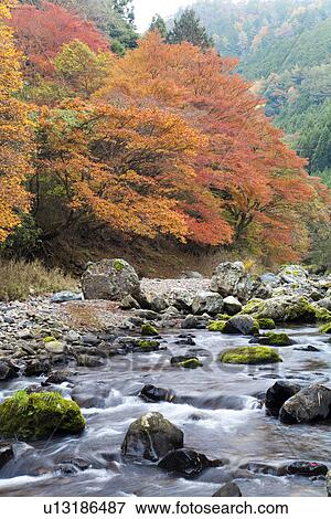 Stock Photo - River flowing through autumnal forest. Fotosearch