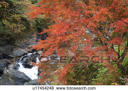 Stock Photo - River flowing through autumnal forest. Fotosearch