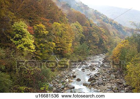 Stock Photograph - River flowing through autumnal forest. Fotosearch