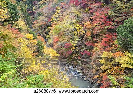 River flowing through autumnal forest View Large Photo Image Stock Photograph - River flowing through autumnal forest. Fotosearch