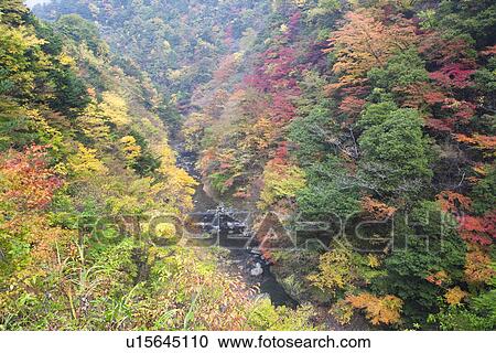 River through a forest in Autumn View Large Photo Image Stock Image - River through a forest in Autumn. Fotosearch