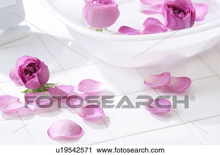 Stock Image - Rose petals floating in a washtub. Fotosearch
