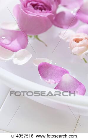 Stock Photograph - Rose petals floating in a washtub. Fotosearch