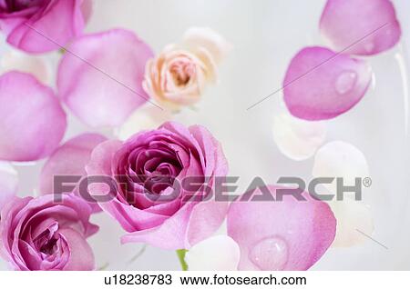 Stock Image - Rose petals floating in a water. Fotosearch