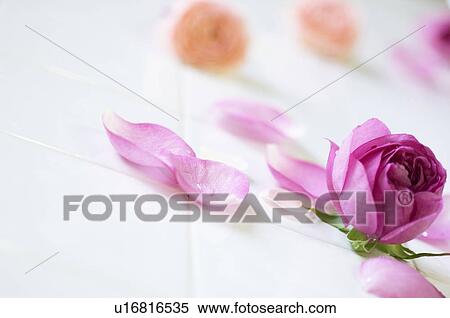 Stock Photography - Rose petals on floor. Fotosearch
