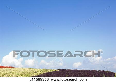 Stock Photograph - Salvia flowers in field. Fotosearch
