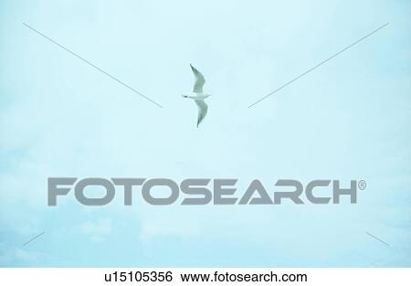 Seagull in the sky View Large Photo Image Stock Photograph - Seagull in the sky. Fotosearch
