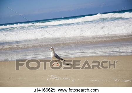 Stock Photography - Seagull walking on beach. Fotosearch
