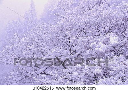 Stock Photography - Silver frost on forest trees. Fotosearch