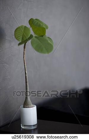 Single potted houseplant View Large Photo Image Stock Photo - Single potted houseplant. Fotosearch