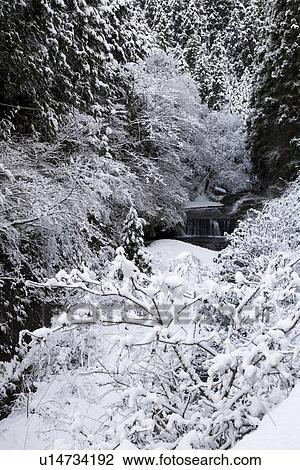 Stock Image - Snow and frost covered trees. Fotosearch